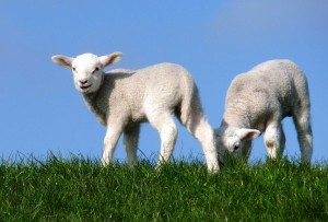 Lammetjes